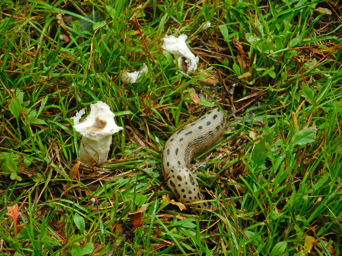 Photograph shows the varied creatures that inhabit the range